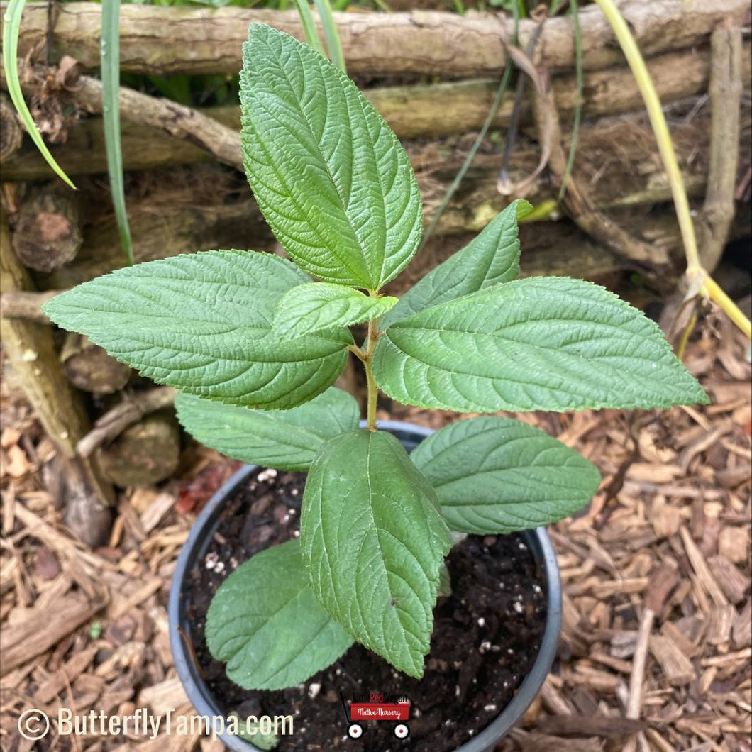New Jersey Tea - Ceanothus americanus (1 Gal)