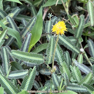 Tropical Puff (Neptunia pubescens) - 1 Gallon