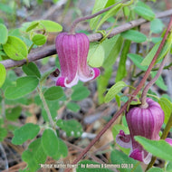 Netleaf Leather Flower (Clematis reticulata) - 1 Gallon