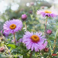 Load image into Gallery viewer, New England Aster (Symphyotrichum novae‑angliae) - 1 Gallon
