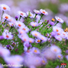Load image into Gallery viewer, New England Aster (Symphyotrichum novae‑angliae) - 1 Gallon
