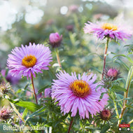 New England Aster (Symphyotrichum novae‑angliae) - 1 Gallon