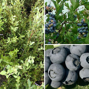 ‘Ochlocknee’ Blueberry - Vaccinium asheii (3 Gallon)