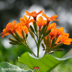 Orange Geiger - Cordea sebestena (3 Gal.)