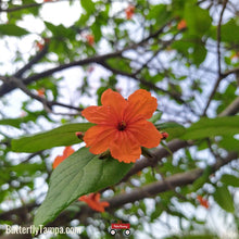 Load image into Gallery viewer, Orange Geiger - Cordea sebestena (3 Gal.)
