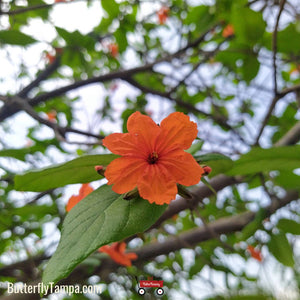 Orange Geiger - Cordea sebestena (3 Gal.)