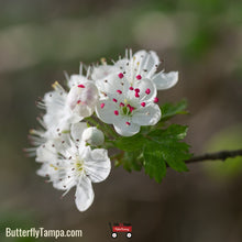 Load image into Gallery viewer, Parsley Hawthorn - Crataegus marshallii (3 Gallon)
