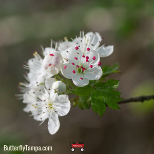 Parsley Hawthorn - Crataegus marshallii (3 Gallon)