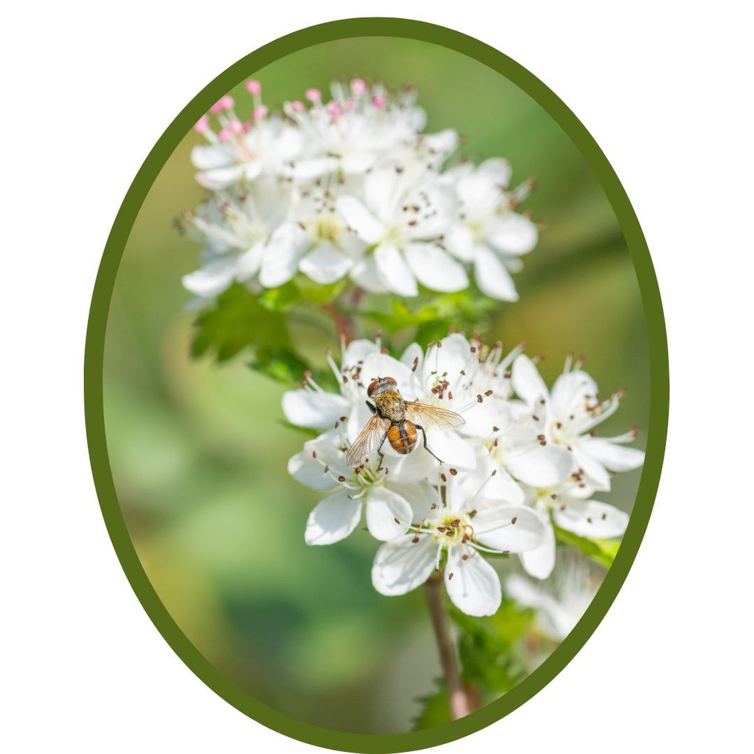 Parsley Hawthorn - Crataegus marshallii (3 Gallon)