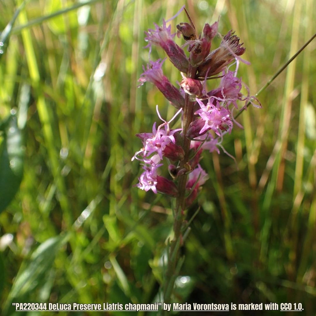 Chapman's Blazing Star -  Liatris chapmanii (1 Gal.)