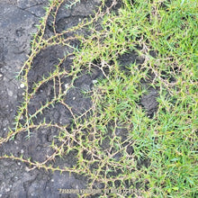 Load image into Gallery viewer, Seashore Paspalum -  Paspalum vaginatum (4-inch)
