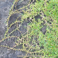 Seashore Paspalum (Paspalum vaginatum) - 4