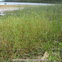 Load image into Gallery viewer, Seashore Paspalum -  Paspalum vaginatum (4-inch)

