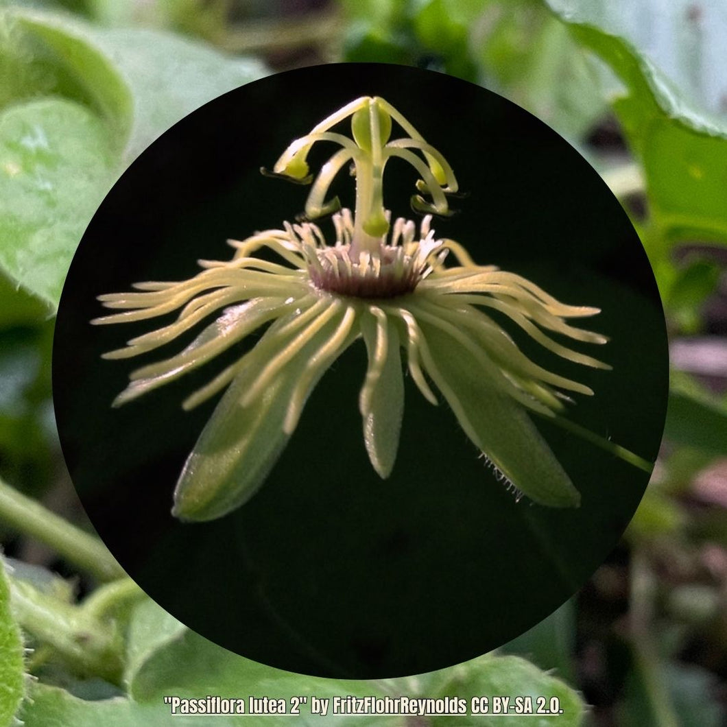 Dwarf Passionvine - Passiflora lutea