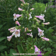 Pink Beardtongue (Penstemon australis)