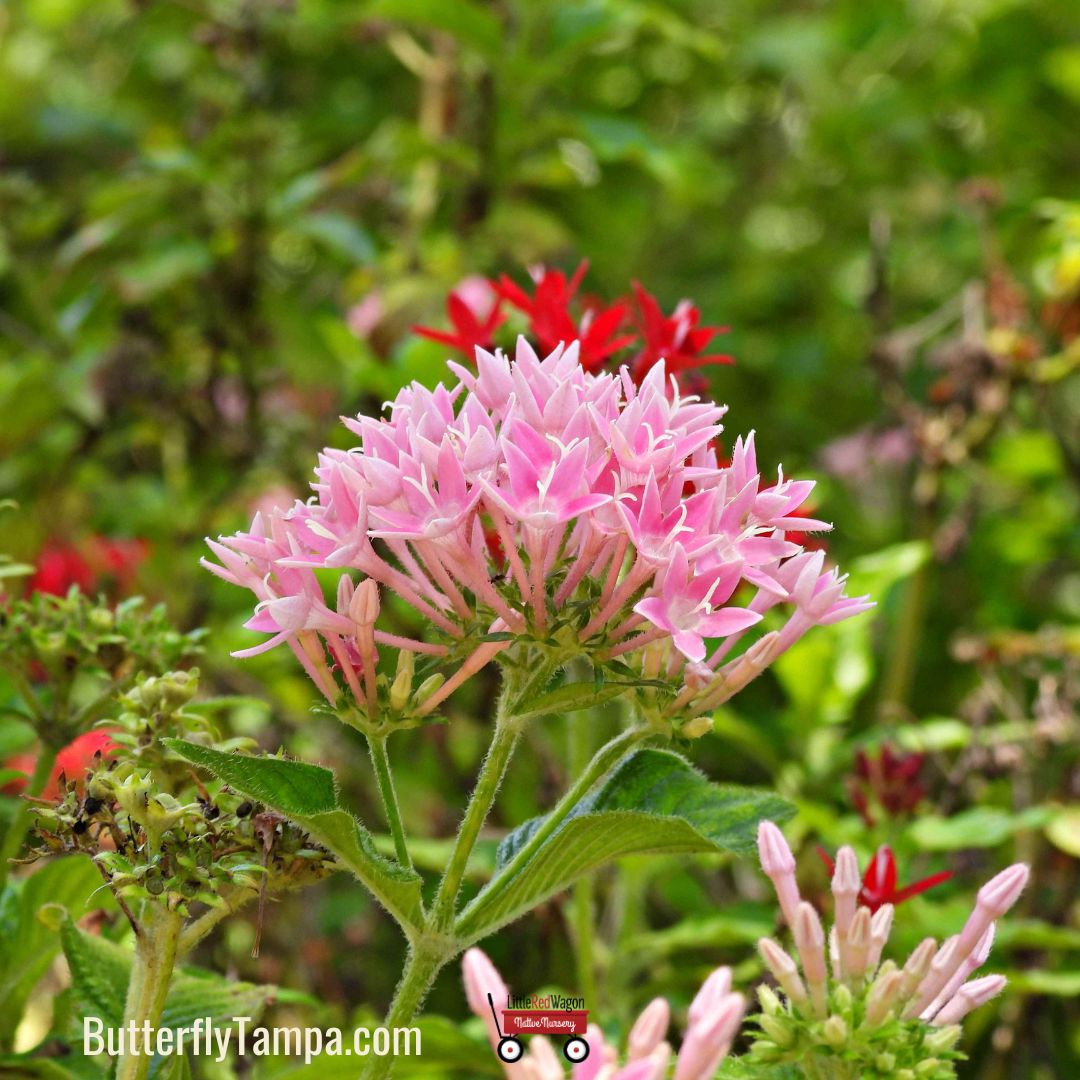 penta plant seeds Heirloom Pentas