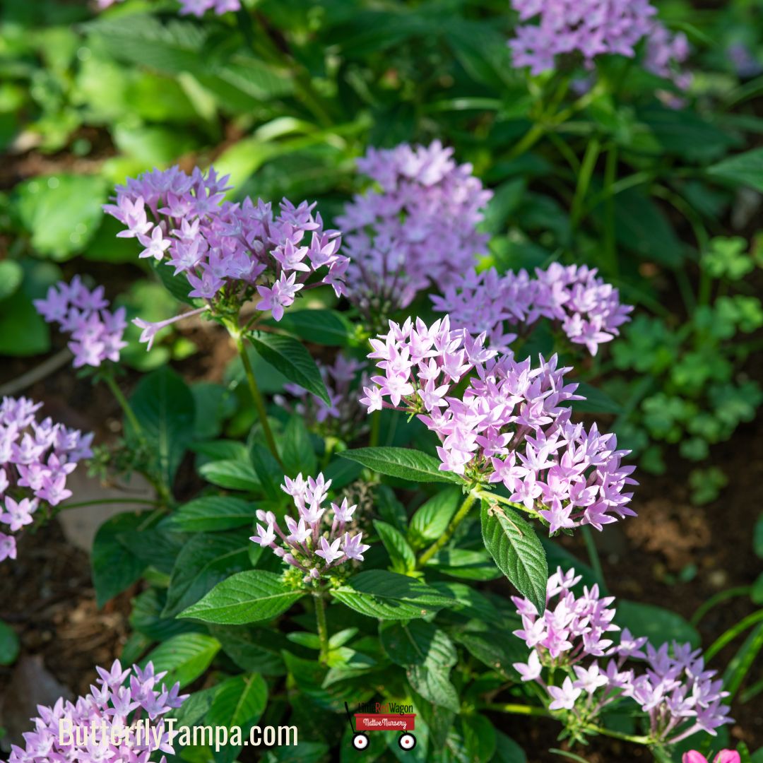 pentas lavender plant Heirloom Pentas