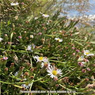 Perennial Saltmarsh Aster (Symphotrichum tenufolium)