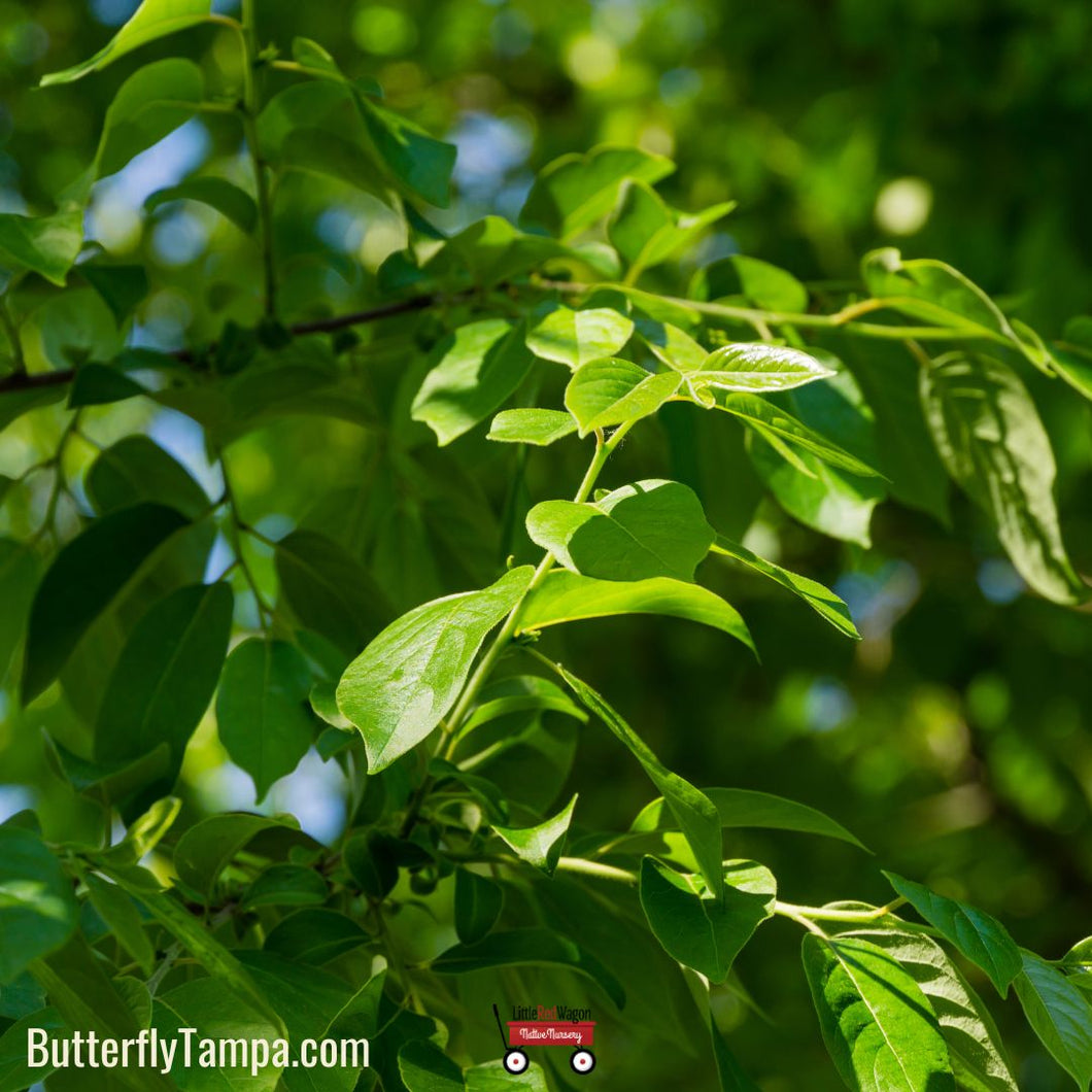 Persimmon - Diospyros virginiana (3 Gallon)