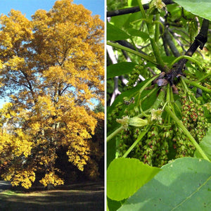 Pignut Hickory - Carya glabra (3 Gallon)