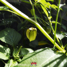 Load image into Gallery viewer, Coastal Ground Cherry (Physalis angustifolia)
