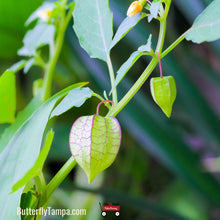 Load image into Gallery viewer, Coastal Ground Cherry (Physalis angustifolia)
