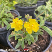 Load image into Gallery viewer, Pinebarren Frostweed - Corocanthemum corymbosum (1 Gal)
