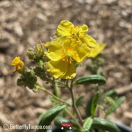Pinebarren Frostweed (Corocanthemum corymbosum) - 1 Gallon