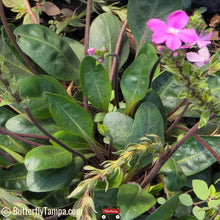 Load image into Gallery viewer, Pineland Pinklet (Stenandrium dulce) - 3 Gallon
