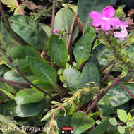 Pineland Pinklet (Stenandrium dulce) - 3 Gallon