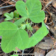 Pineland Passionvine (Passiflora pallens)