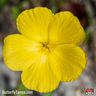 Pitted Stripeseed (Piriqueta cistoides var caroliniana) - 1 Gallon