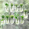 Plant Window Propagation