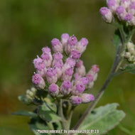 Sweetscent (Pluchea odorata) - 1 Gallon