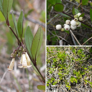 Pineland Snowberry - Chiococca parvifolia (3 gal.)