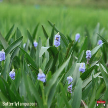 Load image into Gallery viewer, Pickerelweed - Pontederia cordata (1 gal.)
