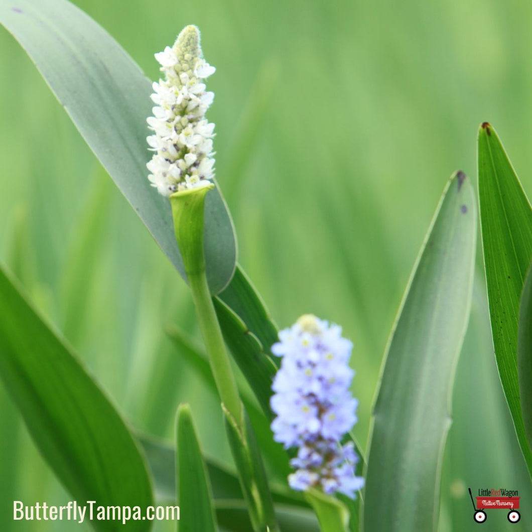 Pickerelweed - Pontederia cordata (1 gal.)