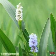 Pickerelweed (Pontederia cordata)