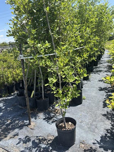 Pop Ash - Fraxinus caroliniana (3 Gal.)