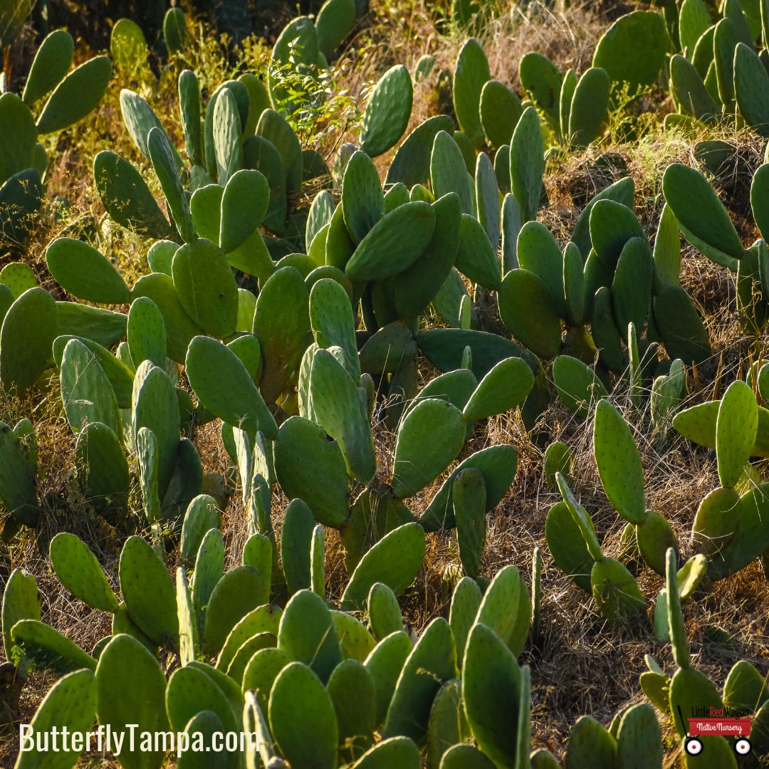 Prickly Pear 