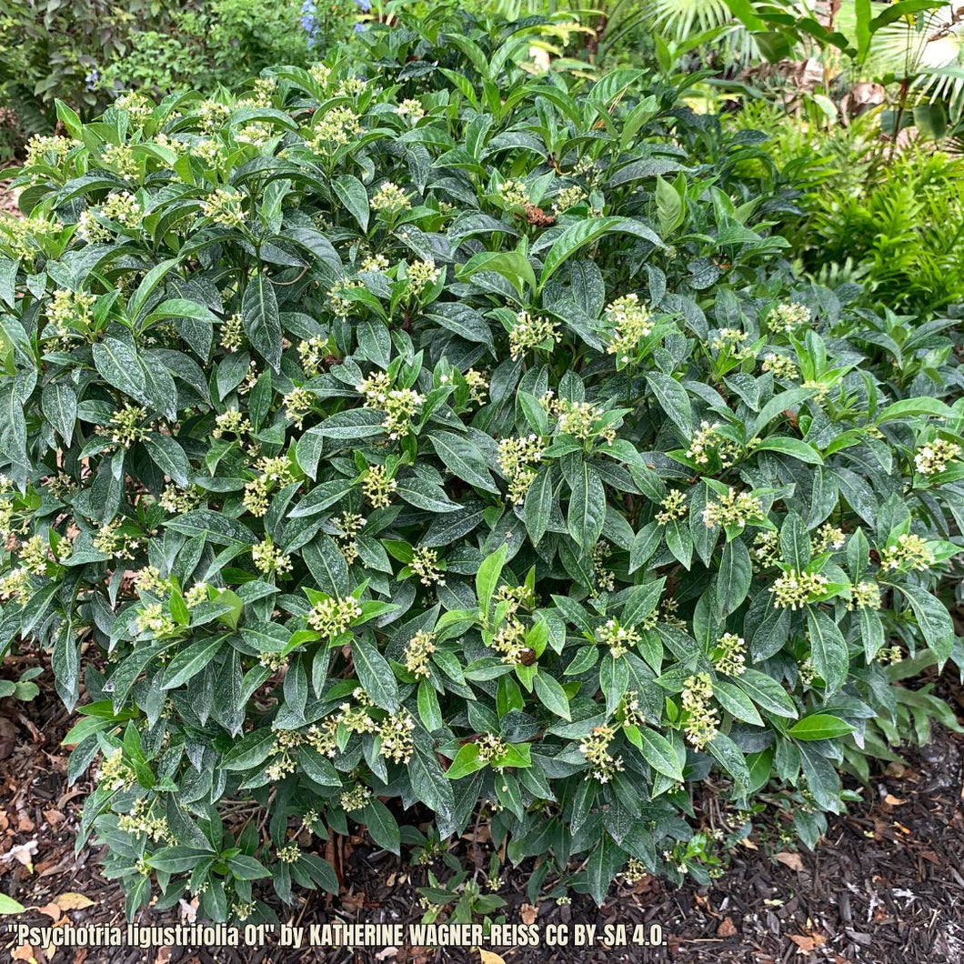Bahama Coffee - Psychotria ligustrifolia