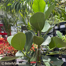 Load image into Gallery viewer, Pitch Apple (Autograph tree) - Clusia rosea 3 Gal
