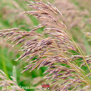 Purpletop Grass - Tridens flavus (1 Gal.)