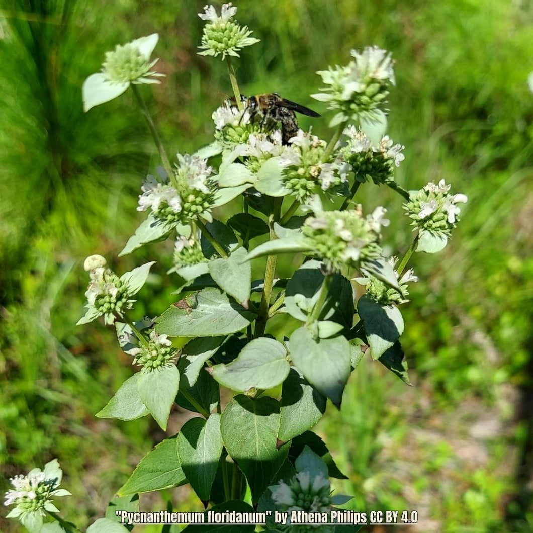 Florida Mountain Mint (Pycnanthemum floridanum) - 1 Gallon – Little Red ...