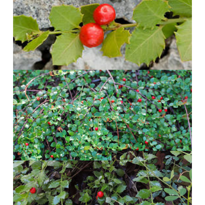 Quailberry - Crossopetalum ilicifolium (1 & 3 Gal.)