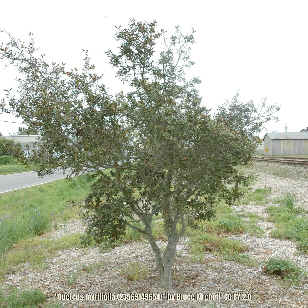 Myrtle Oak - Quercus myrtifolia