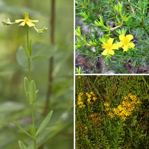 Roundpod St. Johns Wort- Hypericum cistilfoliuom (1 gal)
