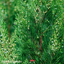 Load image into Gallery viewer, Southern redcedar- Juniperus virginiana
