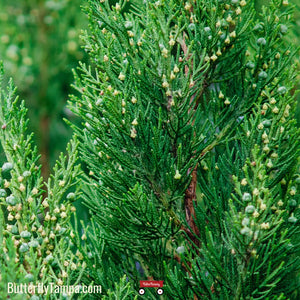 Southern redcedar- Juniperus virginiana