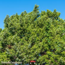 Load image into Gallery viewer, Southern redcedar- Juniperus virginiana
